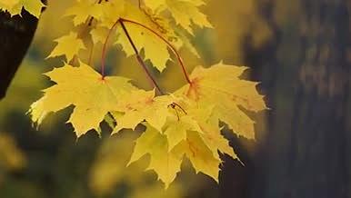高清实拍秋天枫叶视频的预览图